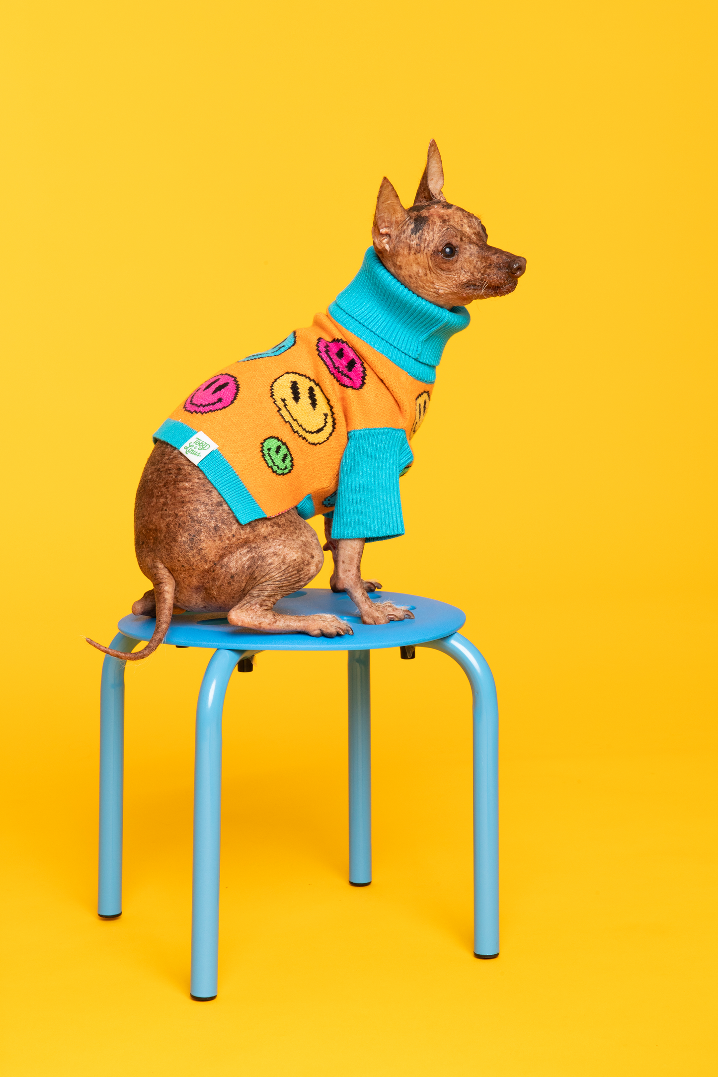 How Are You Feeling? Pet Sweater