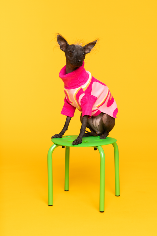 Pink Lemonade Pet Sweater